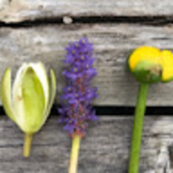 Meet your Posher, Trish - Picture 1 of 1